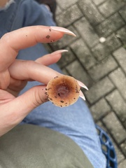 Lactifluus hygrophoroides