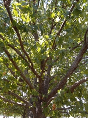 Quercus shumardii