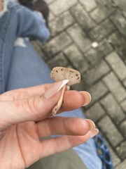 Lactifluus hygrophoroides