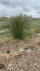 Asparagaceae