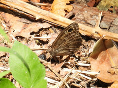 Hipparchia statilinus