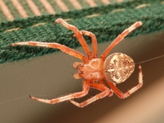 Araneus marmoreus