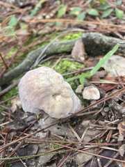 Fungi