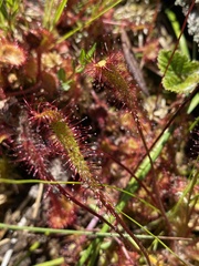 Drosera anglica