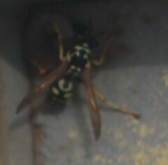 Polistes dominula