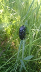 Dorcus parallelipipedus