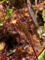 Drosera anglica