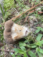 Fungi