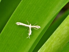 Pterophorinae