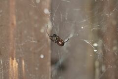 Steatoda borealis