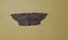 Phalacra