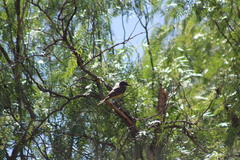 Tyrannus