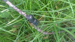 Dorcus parallelipipedus