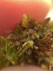 Calypogeia