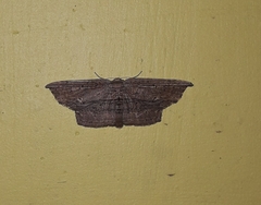 Phalacra