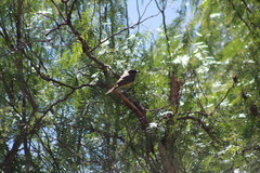 Tyrannus