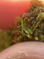 Calypogeia
