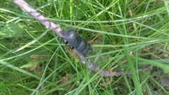 Dorcus parallelipipedus
