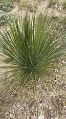 Asparagaceae