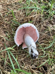 Agaricus