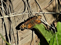 Phyciodes pulchella