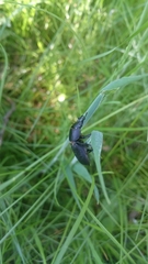 Dorcus parallelipipedus
