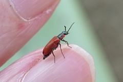 Anthocomus rufus