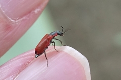 Anthocomus rufus