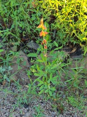 Crotalaria pumila