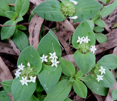 Richardia brasiliensis