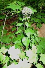 Eurybia schreberi