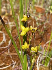 Scheuchzeria palustris