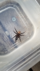 Antrodiaetus pacificus