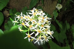 Eurybia schreberi