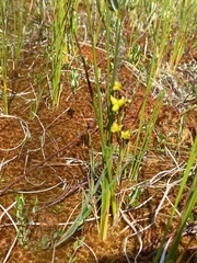 Scheuchzeria palustris