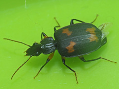 Thyreopterus flavosignatus