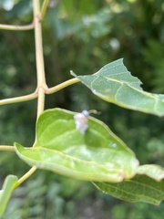 Macremphytus tarsatus