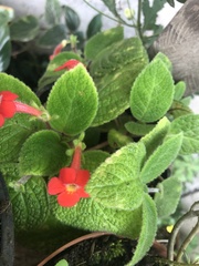Episcia