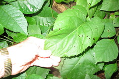 Eurybia schreberi