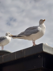 Larus argentatus
