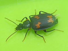 Thyreopterus flavosignatus