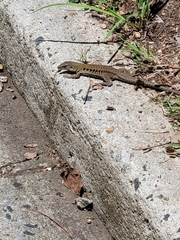 Pholidoscelis exsul