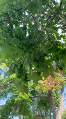 Acer nigrum