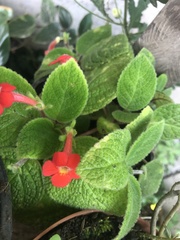Episcia