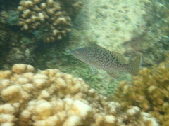 Mycteroperca rosacea