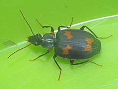 Thyreopterus flavosignatus