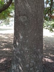 Quercus palustris