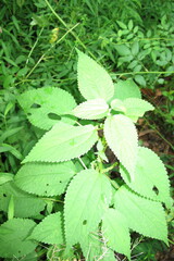 Boehmeria cylindrica