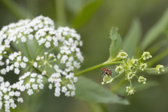 Gymnoclytia