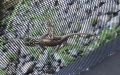 Agama picticauda